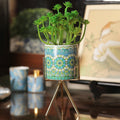 Colourful Pattern Flower Pot With Plant For Table top Desk Vanity Needs Store