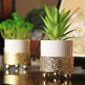 Gold Base Flower Pot With Plant For Table Top - Agave - Needs Store
