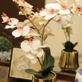 Orchid Flower Arrangement In Ceramic Vase | Indoor Flower Pots - Needs Store