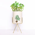 Painted White Flower Pot With Plant For Table top | Desk | Vanity | Home Décor - Araucaria Succulent - Needs Store