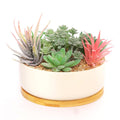 Succulent Plants With Porcelain Pots For Table top | Desk | Vanity | Home Décor - Needs Store